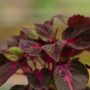Magilla – Perilla Purple – 6.5″ Pot
